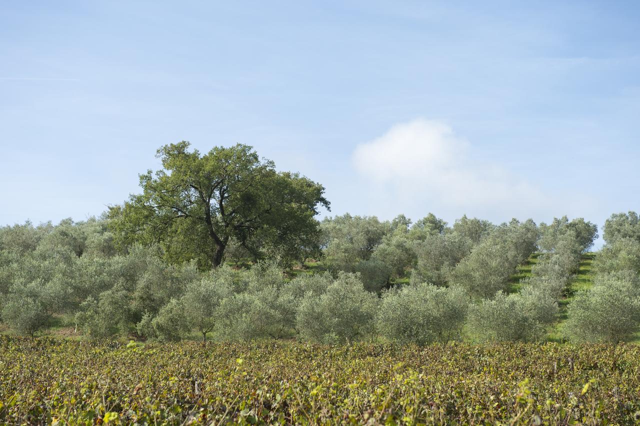 Agriturismo Poggio Corbello La Pesta المظهر الخارجي الصورة
